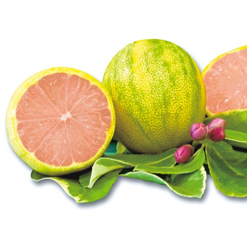 斑入りレモン ピンクレモネード 種 苗 ガーデニング用品の タキイネット通販