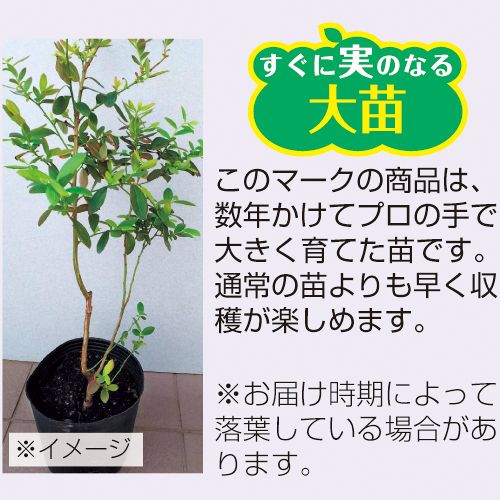 大人気定番商品 ブルーベリー苗 ミスティ42本セット 植物/観葉植物