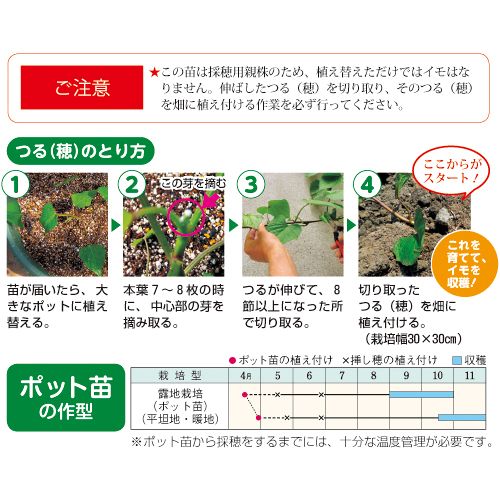 さつまいも 安納 採穂用親株 種 苗 ガーデニング用品の タキイネット通販 さつまいも 安納 採穂用親株 種 苗 ガーデニング用品の タキイネット通販