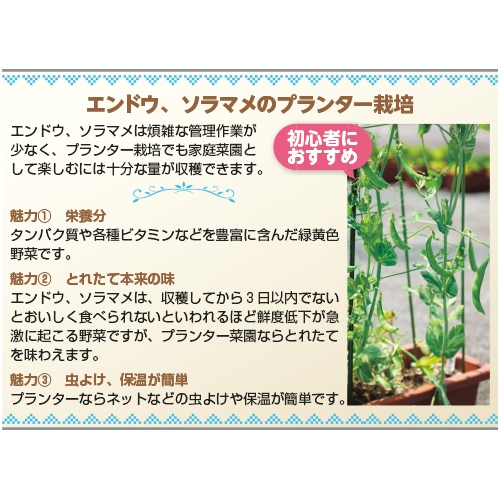 絹莢エンドウ 成駒三十日 白花 つるあり 種 苗 ガーデニング用品の タキイネット通販