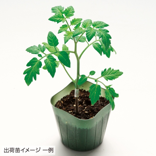 虹色トマト苗 セット 4月 種 苗 ガーデニング用品の タキイネット通販