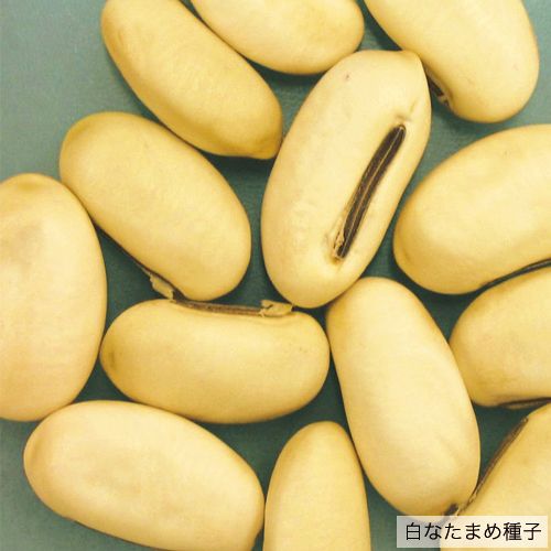 白なたまめ（刀豆）| 種・苗・ガーデニング用品の【タキイネット通販】