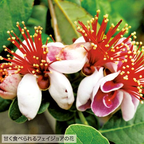 皮ごと食べられるフェイジョア2種セット 種 苗 ガーデニング用品の タキイネット通販
