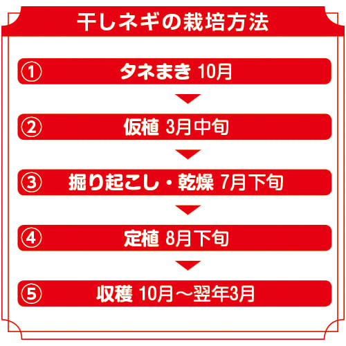 九条ネギ 九条太 種 苗 ガーデニング用品の タキイネット通販