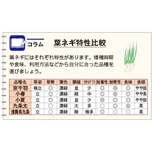 葉ネギ 九条太 種 苗 ガーデニング用品の タキイネット通販 葉ネギ 九条太 種 苗 ガーデニング用品の タキイネット通販