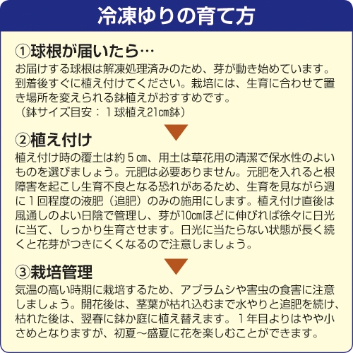 冷凍ゆり 冷凍シベリア 8月出荷 種 苗 ガーデニング用品の タキイネット通販