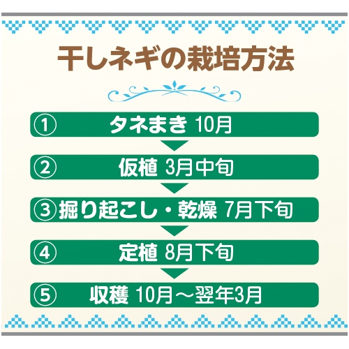 九条ネギ 浅黄系九条 種 苗 ガーデニング用品の タキイネット通販