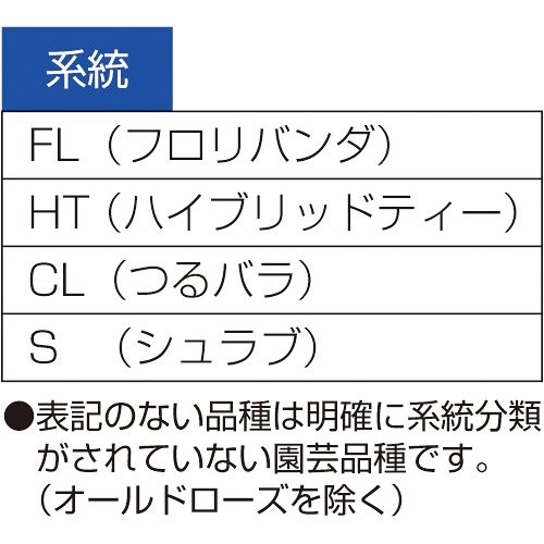 バラ・グレースクイーン| 種・苗・ガーデニング用品の【タキイネット通販】