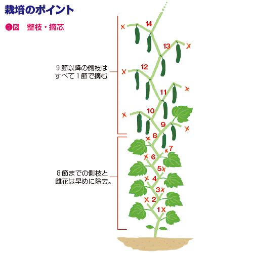 キュウリ Vアーチ 種 苗 ガーデニング用品の タキイネット通販
