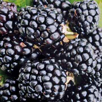 ブラックベリー ブルノア R ジャンボ スィーティー 種 苗 ガーデニング用品の タキイネット通販