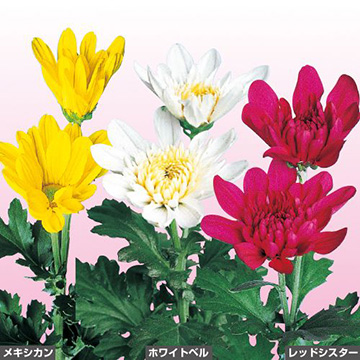 盆咲き二輪菊 セット| 種・苗・ガーデニング用品の【タキイネット通販】