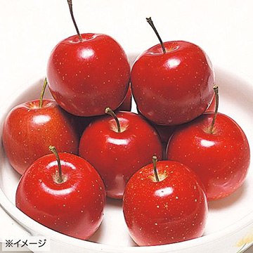 リンゴ・アルプス乙女| 種・苗・ガーデニング用品の【タキイネット通販】