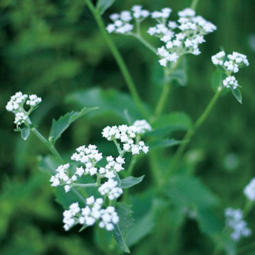 その他の花苗の苗｜タキイネット通販【公式】(4ページ目)