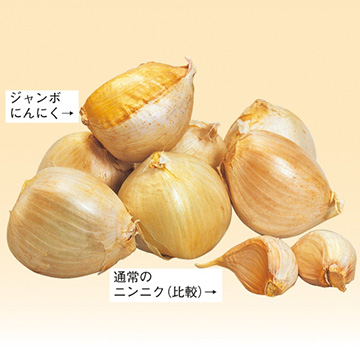 宮城県産ジャンボニンニクの種／9kg - 野菜