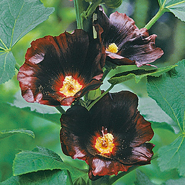 アルセア　アラビアンナイト♥️♥️ ブラック花