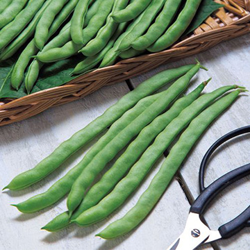 つるありインゲン ケンタッキー101 種 苗 ガーデニング用品の タキイネット通販