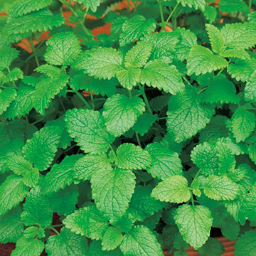 ハーブ レモンバーム 西洋ヤマハッカ 種 苗 ガーデニング用品の タキイネット通販