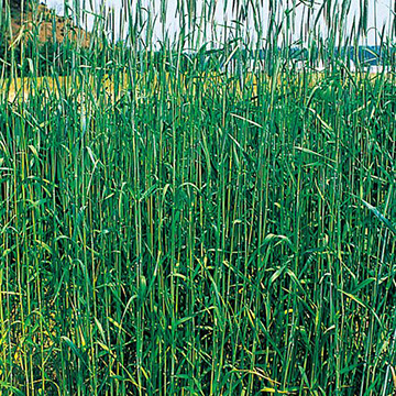 らい麦 ライ太郎 種 苗 ガーデニング用品の タキイネット通販