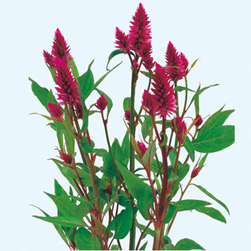 鶏頭 ノゲイトウ パンキーレッド 種 苗 ガーデニング用品の タキイネット通販