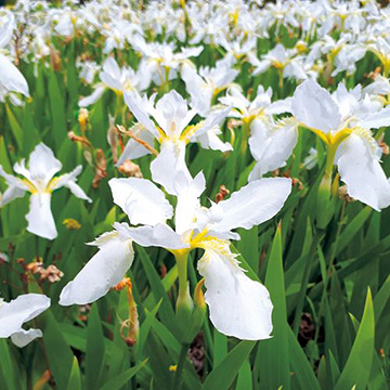 イチハツ 白花 種 苗 ガーデニング用品の タキイネット通販