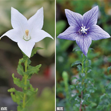 ウズキキョウ2色セット 種 苗 ガーデニング用品の タキイネット通販