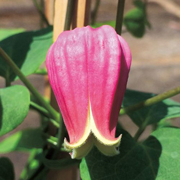 クレマチス 桃花 種 苗 ガーデニング用品の タキイネット通販