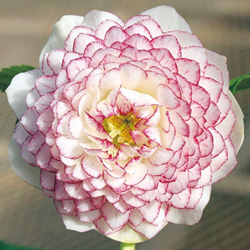 クリスマスローズ 多弁ダブルピコティ 種 苗 ガーデニング用品の タキイネット通販