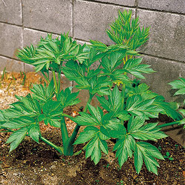 あしたば 種 苗 ガーデニング用品の タキイネット通販