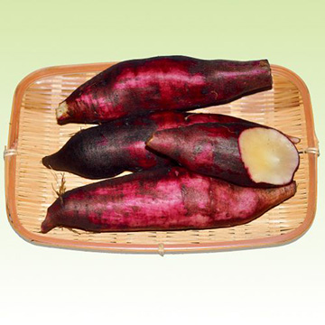 ヤーコン アンデスの乙女 種 苗 ガーデニング用品の タキイネット通販