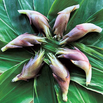 斑入り葉早生ミョウガ 種 苗 ガーデニング用品の タキイネット通販