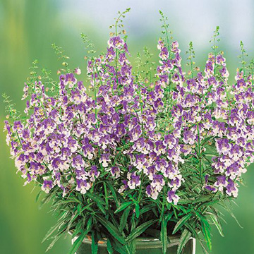 アンゲロニア エンジェルフェイス ウェッジウッドブルー 種 苗 ガーデニング用品の タキイネット通販