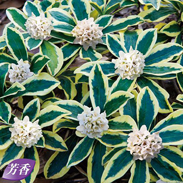 ジンチョウゲ 前島 なごり雪 種 苗 ガーデニング用品の タキイネット通販