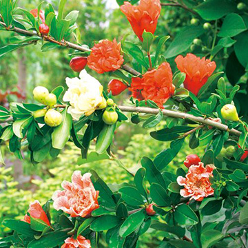 ザクロ 錦袍榴 種 苗 ガーデニング用品の タキイネット通販