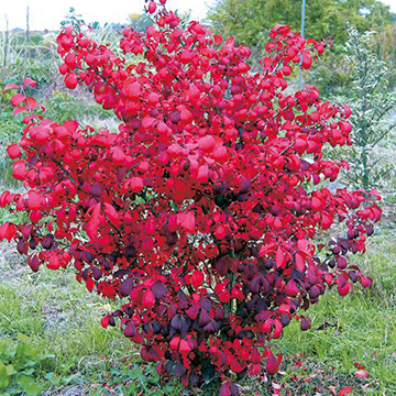 ニシキギ コンパクタ 種 苗 ガーデニング用品の タキイネット通販