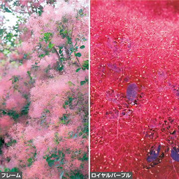 スモークツリー2種 セット 種 苗 ガーデニング用品の タキイネット通販