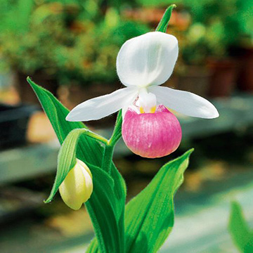 アツモリソウ レギナエ 種 苗 ガーデニング用品の タキイネット通販