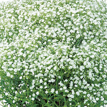 ガーデンカスミソウ ホワイトフレア フェスティバル 種 苗 ガーデニング用品の タキイネット通販