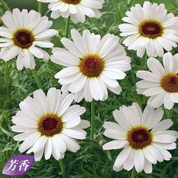 マーガレットの苗 種 苗 球根 園芸用品 農業資材の通販サイト タキイネット通販