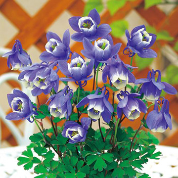 深山オダマキ 紫色 種 苗 ガーデニング用品の タキイネット通販