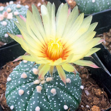 サボテン 兜 種 苗 ガーデニング用品の タキイネット通販