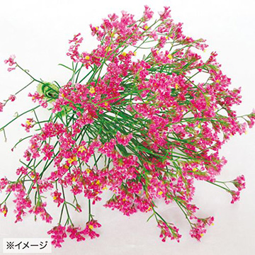 宿根スターチス 紅い銀河 種 苗 ガーデニング用品の タキイネット通販 宿根スターチス 紅い銀河 種 苗 ガーデニング用品の タキイネット通販