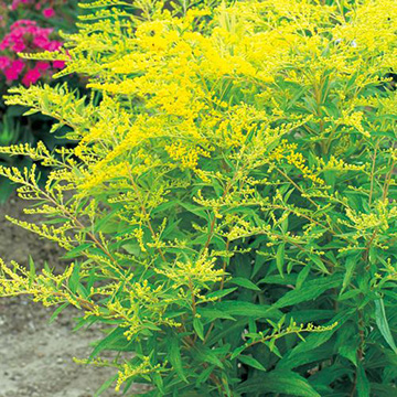 ソリダゴ ゴールデンモサ 種 苗 ガーデニング用品の タキイネット通販