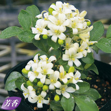 シルクジャスミン ナナ 種 苗 ガーデニング用品の タキイネット通販