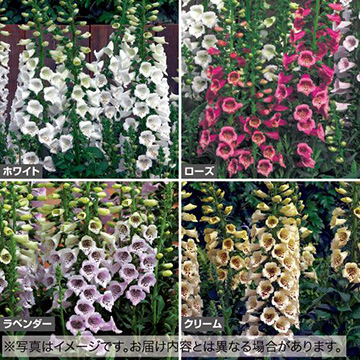 ジギタリス カラフル セット 種 苗 ガーデニング用品の タキイネット通販