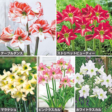 ヒッペアストラム カラフル5種 セット 種 苗 ガーデニング用品の タキイネット通販