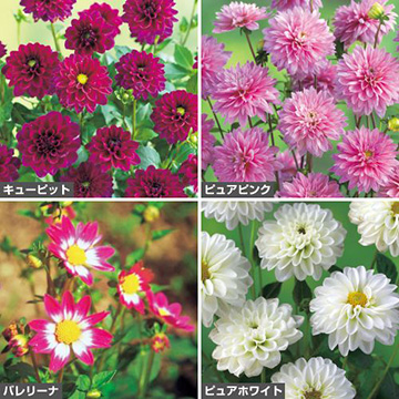 矮性姫ダリア セット 種 苗 ガーデニング用品の タキイネット通販