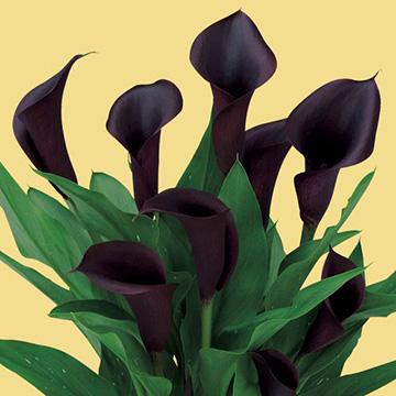 カラー オデッサ 種 苗 ガーデニング用品の タキイネット通販