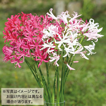 ネリネ 春植え ミックス 種 苗 ガーデニング用品の タキイネット通販