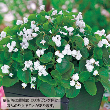 ベゴニア ボンボリーナ ホワイトブラッシュ 種 苗 ガーデニング用品の タキイネット通販 ベゴニア ボンボリーナ ホワイトブラッシュ 種 苗 ガーデニング用品の タキイネット通販