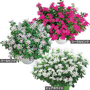 花苗セット 種 苗 球根 園芸用品 農業資材の通販サイト タキイネット通販